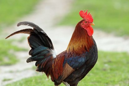 Denuncian a un vecino porque a su gallo le daba el 'turuleque' todos los días
