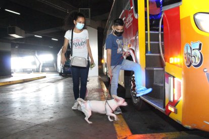 Viviana no quiso dejar a su perrita Camila, la chihuahua la acompañó hasta su natal Vinces.