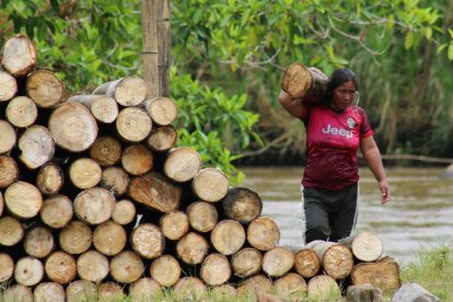 La cosecha se realiza cuando el árbol tiene en promedio cuatro años y alcanza 22 metros de altura y 32 centímetros de diámetro.