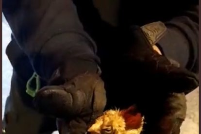 El bombero muestra entre sus manos al asustado y sucio animalito, sacado del ducto.