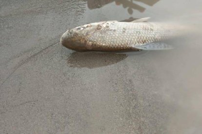 Las autoridades e investigadores tomaron muestras del lugar para descubrir el origen del fenómeno.