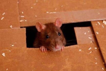 Científicos chinos diseñan roedor con reordenamientos cromosómicos completos