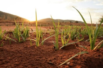 La temperatura del suelo puede predecir la propagación de una plaga