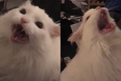 El felino tenía 15 años. El cáncer fue el diagnóstico que recibió y la causa de su fallecimiento.