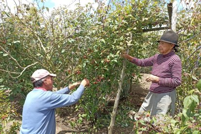 Zoila Garcés y su hijo tratan de sanar sus heridas de temor cultivando en su huerto.