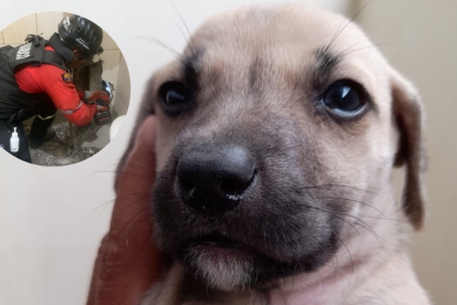 Lázaro, uno de los perros rescatados.