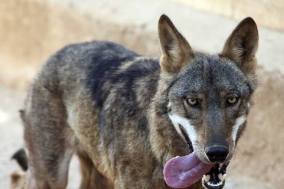 Los lobos también pueden sentir (y mostrar) afecto por las personas