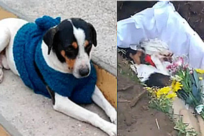 Perú | Despiden a un perrito como Dios manda: con funeral y música