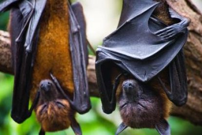 Un virus de murciélago similar a la covid puede entrar en las células humanas