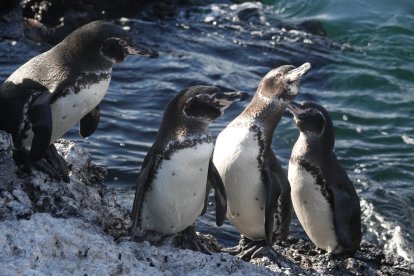 La mayoría de la población de los pingüinos de Galápagos se encuentra en la costa rocosa de las islas Fernandina e Isabela.