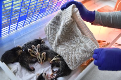 El personal del zoológico de Quito brinda cuidados especiales a una pequeña nutria que llegó desde la Amazonía.