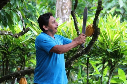 En el 80% de su finca, Máximo Pincay ha sembrado cacao.