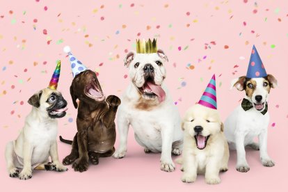 El veterinario Rodolfo Gil considera innecesario celebrarle el cumpleaños a las mascotas.