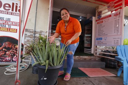 Delia señala a la única mata de sábila que le dejaron. Ella quisiera tener de vuelta su planta.