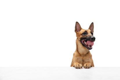 Hello. Young Belgian Shepherd Malinois is posing. Cute doggy or pet is playing, running and looking happy isolated on white background. Studio photoshot. Concept of motion, movement, action. Copyspace.