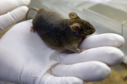 Implantan "minicerebros" derivados de células humanas a ratas bebés