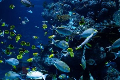 Descubren que unas bacterias marinas hunden el carbono en fondos oceánicos