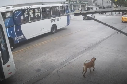 En el video se observa como el bus detiene su marcha para permitir al perrito bajarse.