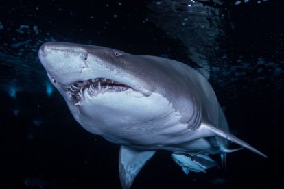Un tercio de los tiburones conocidos podría extinguirse en los próximos años