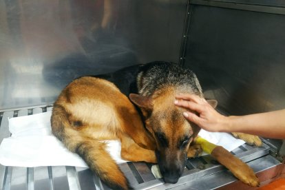 Patitas resultó con fisuras en sus patas.