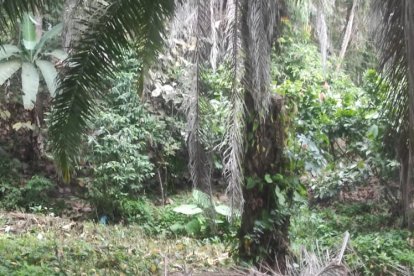 La Policía encontró el auto desmantelado debajo de unas hojas de palma.