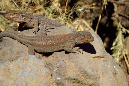 Animales de sangre fría: cada grado de calor global les acerca a la muerte