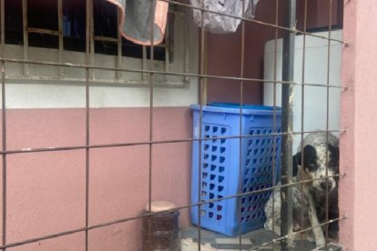 Detrás de la casa tienen un perro que cuida la entrada. Es bravo y temeroso.