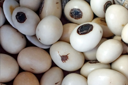 La ecuatoriana que reivindica una tradición artesanal con tagua en España