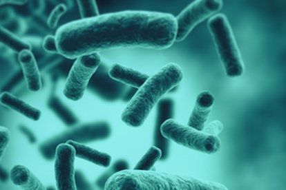 La lepra tiene el potencial de regenerar hígados en animales