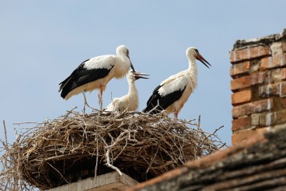 Más de 80 especies en Ucrania en peligro de extinción por la guerra