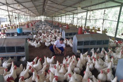 Unas 180.000 aves serán sacrificadas ante el brote de la gripe aviar