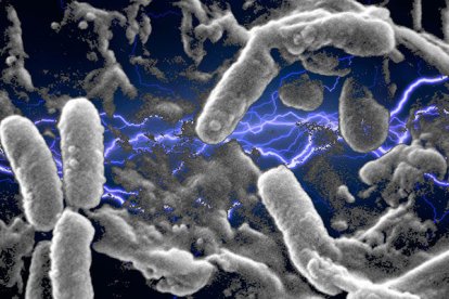 Las microfibras del Mediterráneo son el hogar de cientos de bacterias