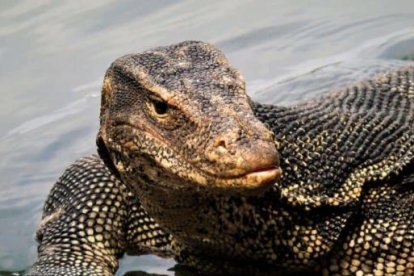 Un fósil "olvidado" adelanta el origen de los lagartos a 35 millones de años