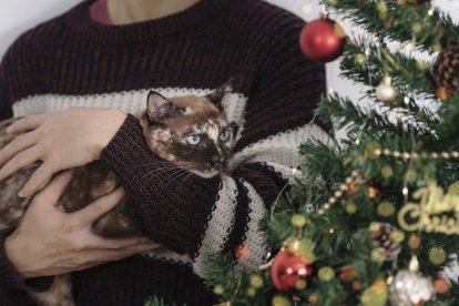 Hay varios trucos para evitar que el gato se suba al árbol.