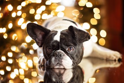 Si tu perro padece alguna enfermedad, lo más recomendable es quedarse junto a él y no dejarlos solo.