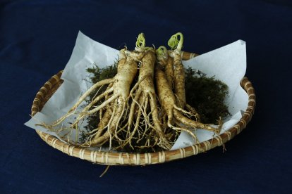 Proveniente de la China, el ginseng es un estimulante