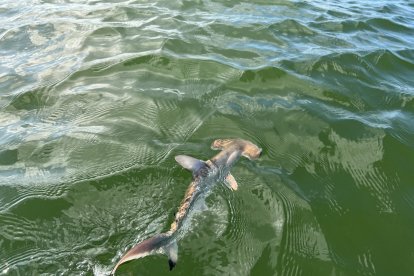 Descubren una nueva 'guardería' de tiburones martillo en las Islas Galápagos