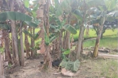 José Ruiz salió de casa y un día después lo localizaron ‘frío’ en una plantación.