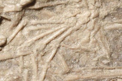 Esta no es la primera vez que se han encontrado restos de otros animales en un Microraptor, pero nunca un mamífero.