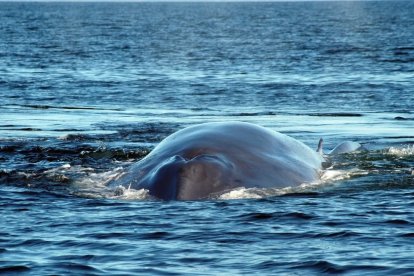 Nace una nueva área importante de mamíferos marinos en las costas ecuatorianas