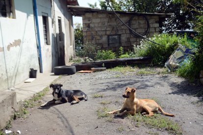 Estos dos canes encontraron la osamenta humana.