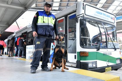 Falcao es el líder de la manada de seguridad. Tiene dos años y es el más tranquilo de todos.