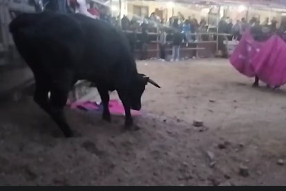 El toro fue alcanzado y neutralizado.