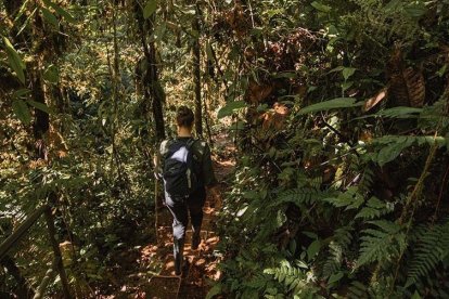 Describen dos nuevas especies de insectos en Ecuador