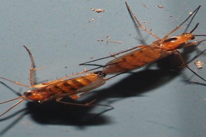 Describen 15 nuevas especies de mosquitos de los hongos en Ecuador