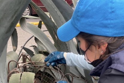 Las trampas fueron colocadas en dos lugares de la capital.