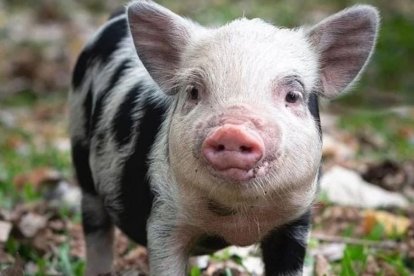 Roma, de tres años, fue asesinada y Facundo Medina la habría usado para una parrillada.