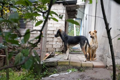 Los perros siempre se mantienen en posición de alerta.