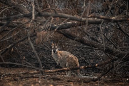 Los científicos también predijeron un aumento de los impactos sobre la salud humana.