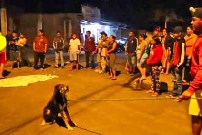 El perrito tuvo que ser amarrado para alejarlo y poder retirar el cadáver.